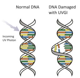DNA uv